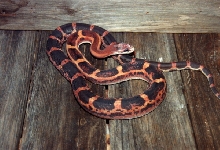 Scaleless Texas Rat Snake 3