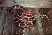 Scaleless Texas Rat Snake 2