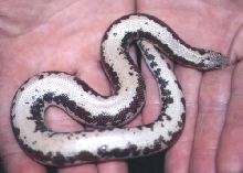striped wild caught kenyan