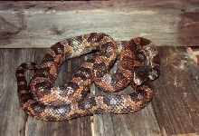 texas rat
