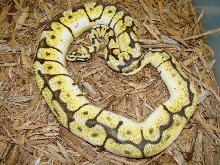 Bumblebee