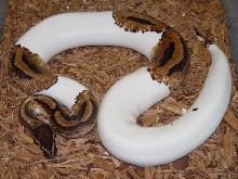 Pied