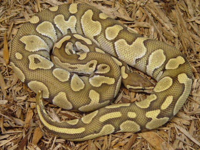 Butter Het. Ghost