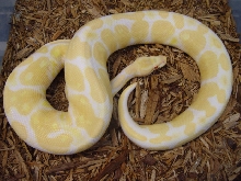 Albino
