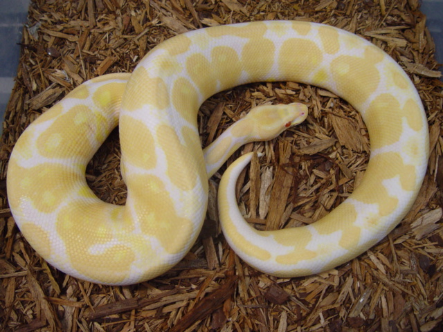 Albino