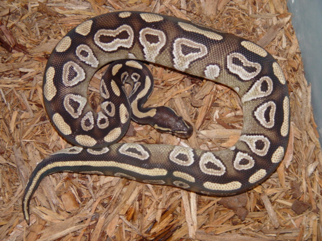 Mojave