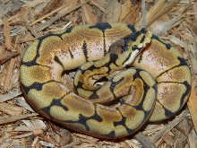 Spider Het. Albino