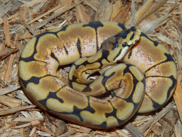 Spider Het. Albino