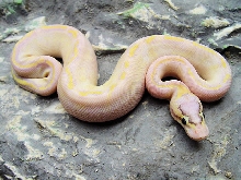 Pastel Ivory