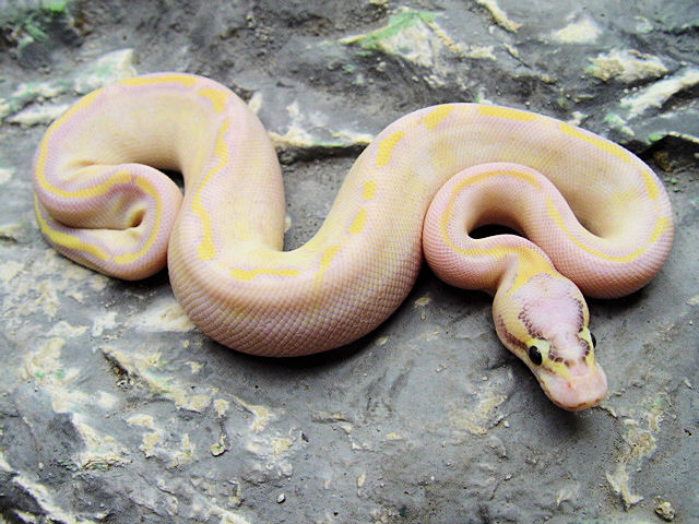 Pastel Ivory