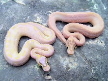 Pastel Ivory vs. Ivory