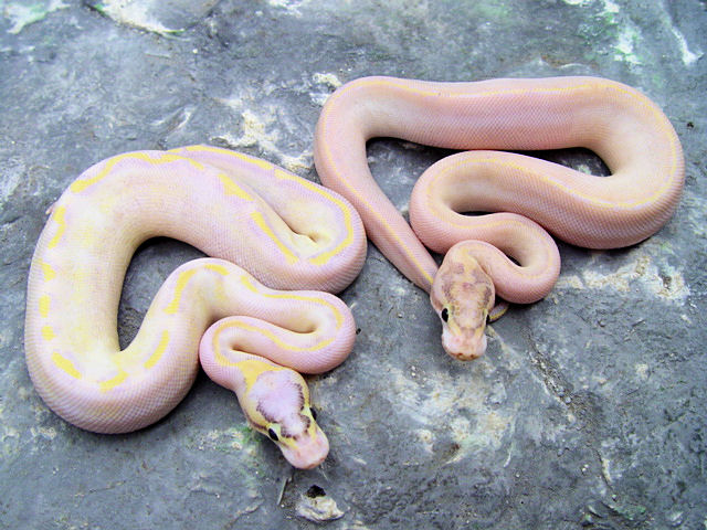 Pastel Ivory vs. Ivory