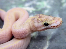 Ivory Face