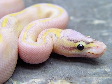 Pastel Ivory Face