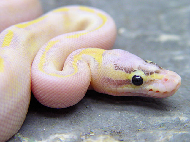 Pastel Ivory Face