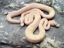 0.2 Pastel Ivorys