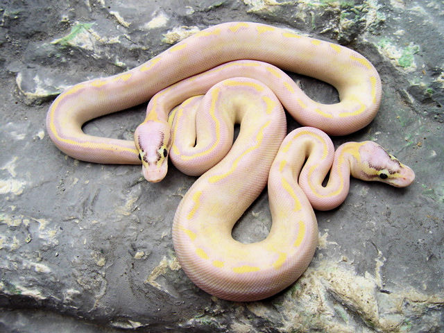 0.2 Pastel Ivorys