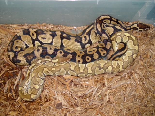 Butter Breeding