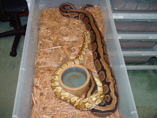 Butter Breeding Full Stripe Normal