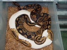 Pied Breeding