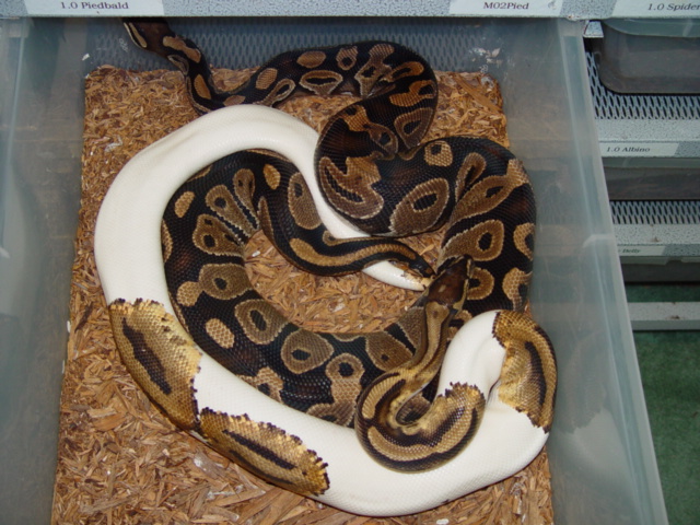 Pied Breeding