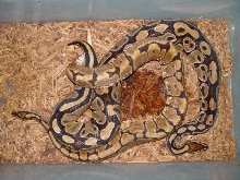 Spider Breeding