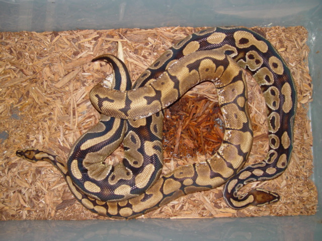 Spider Breeding