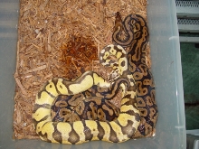 Super Pastel Breeding