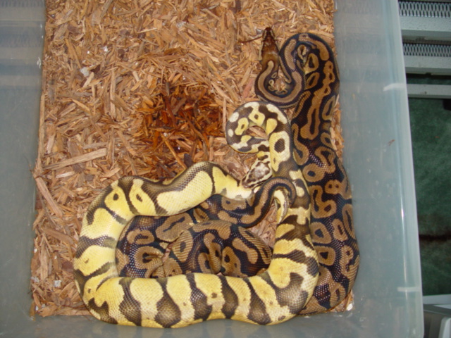 Super Pastel Breeding