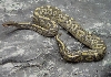 Hypo Mojave Pic #2