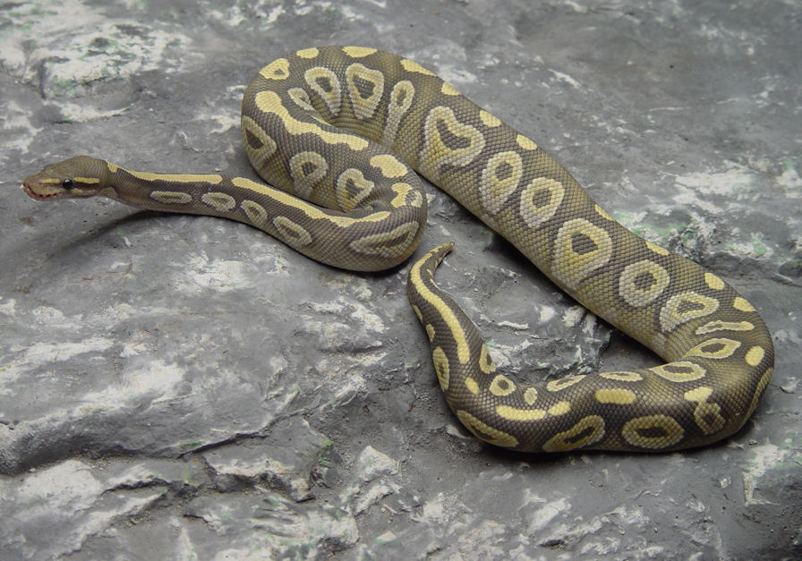 Hypo Mojave Pic #2