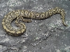 Hypo Mojave