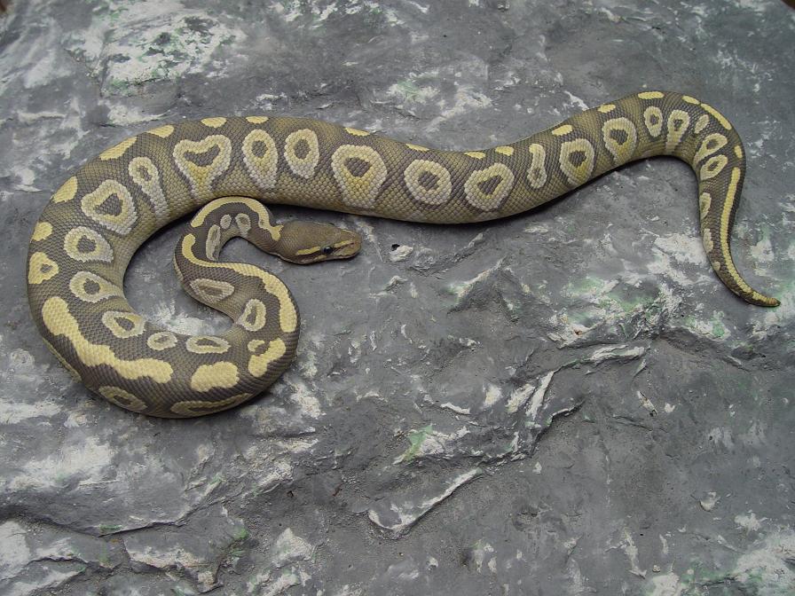 Hypo Mojave
