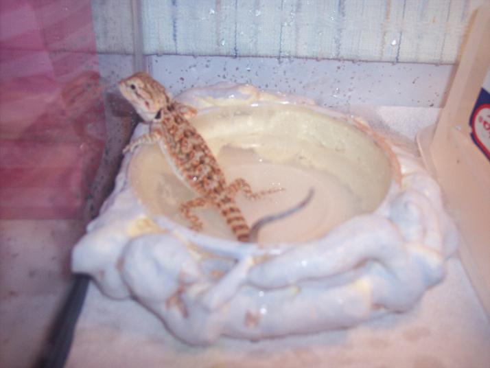 my new dragon