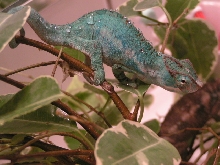 Small Nosy