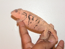 Zizzard Girl