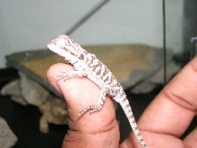 Baby Beardie1
