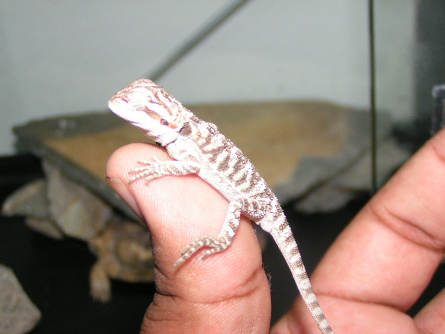 Baby Beardie1