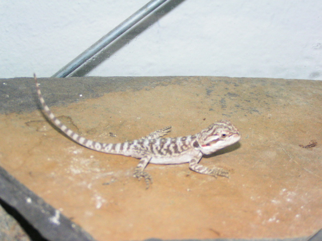Baby Beardie 2