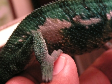 Spot Right side