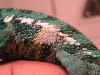 Spot Left side