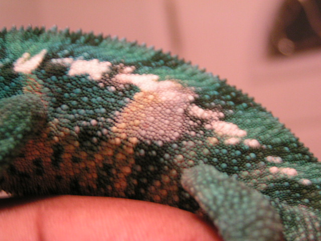 Spot Left side