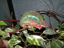 red nosy