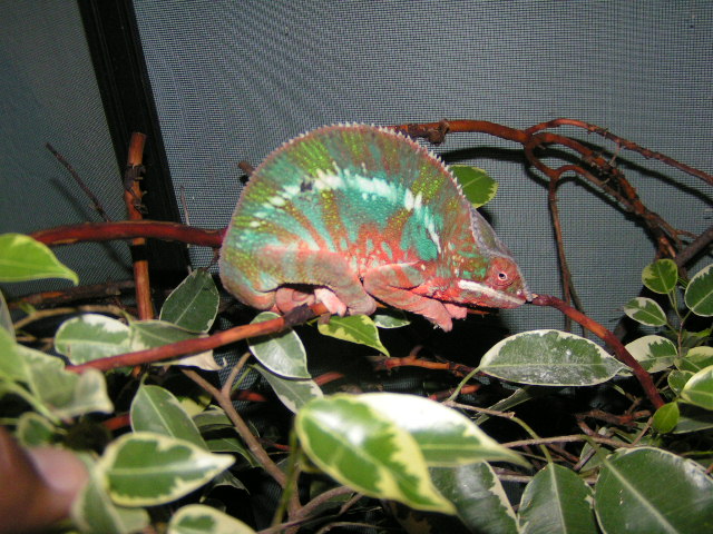 red nosy