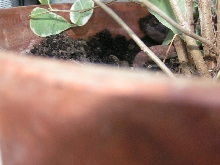 Nosy girl laying