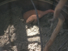 ambilobe girl digging