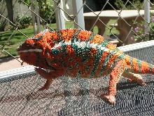 New colors