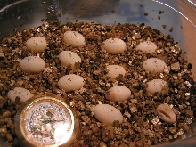 Chaos Eggs