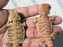 Dragons