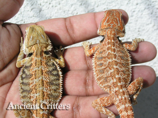 Dragons